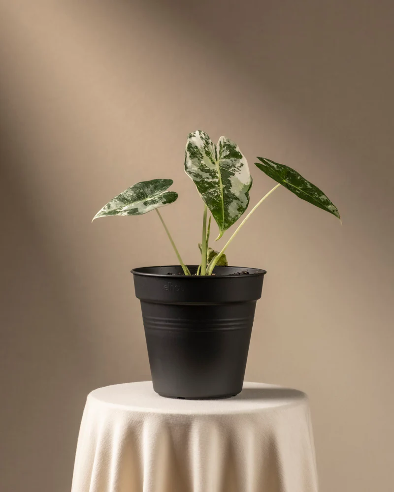 Alocasia micholitziana frydek variegata - Image 3