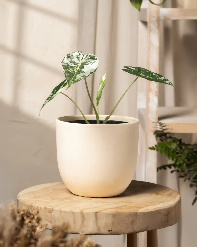 Alocasia micholitziana frydek variegata - Image 4