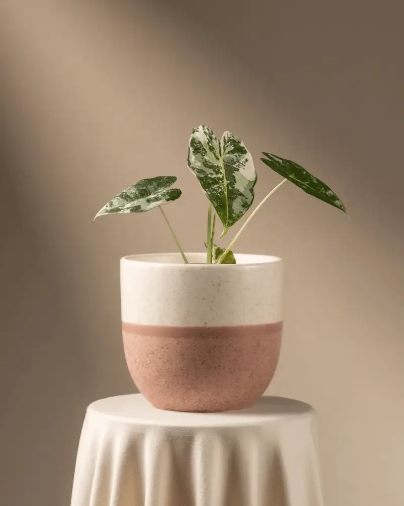 Alocasia micholitziana frydek variegata - Image 5