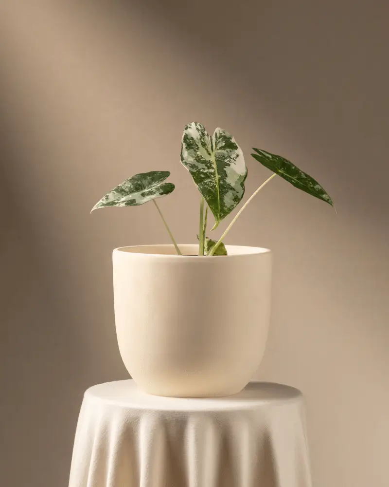 Alocasia micholitziana frydek variegata - Image 6