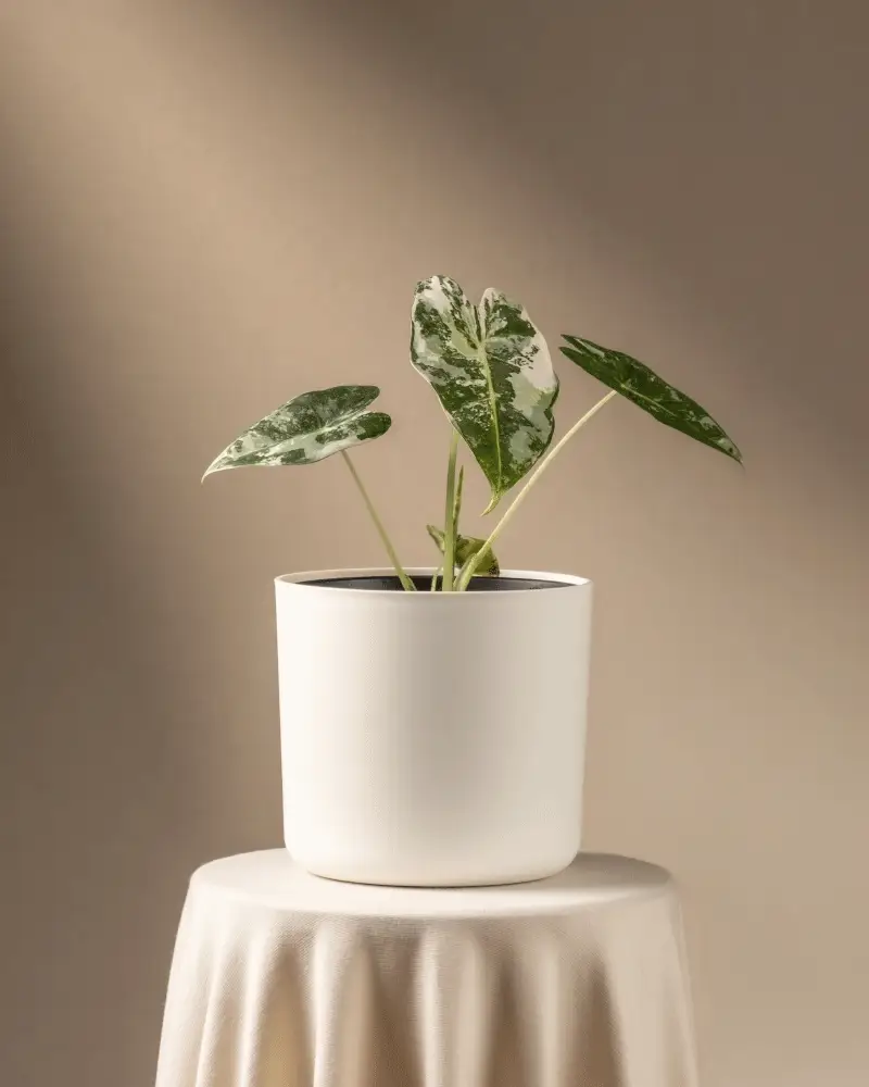 Alocasia micholitziana frydek variegata - Image 7