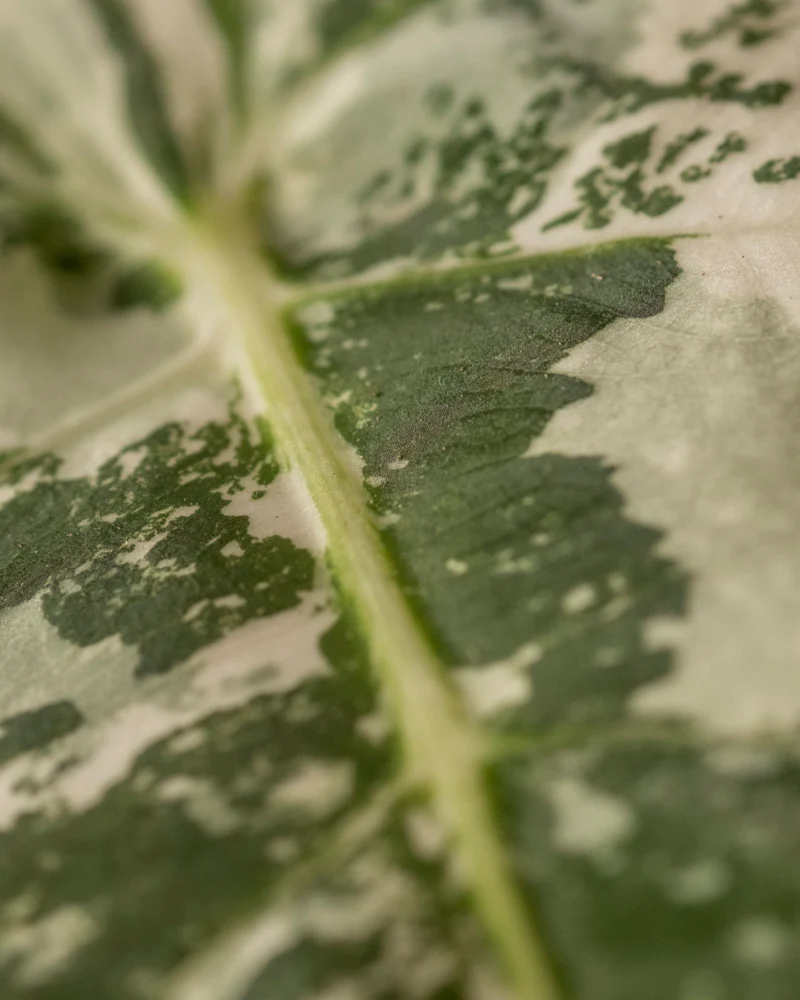Alocasia micholitziana frydek variegata - Image 8