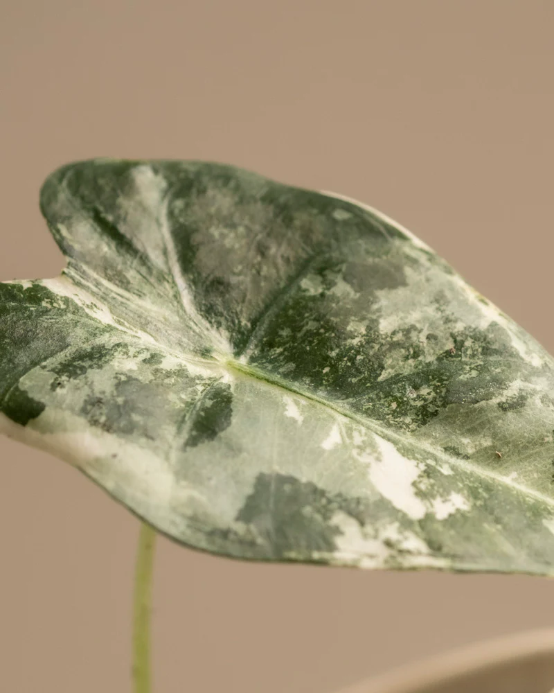 Alocasia micholitziana frydek variegata - Image 9