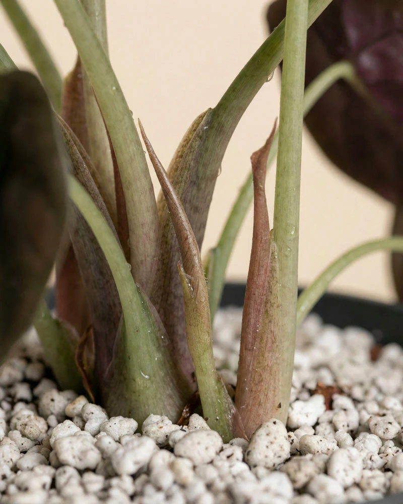 Alocasia 'Red Secret' • feey - Image 10