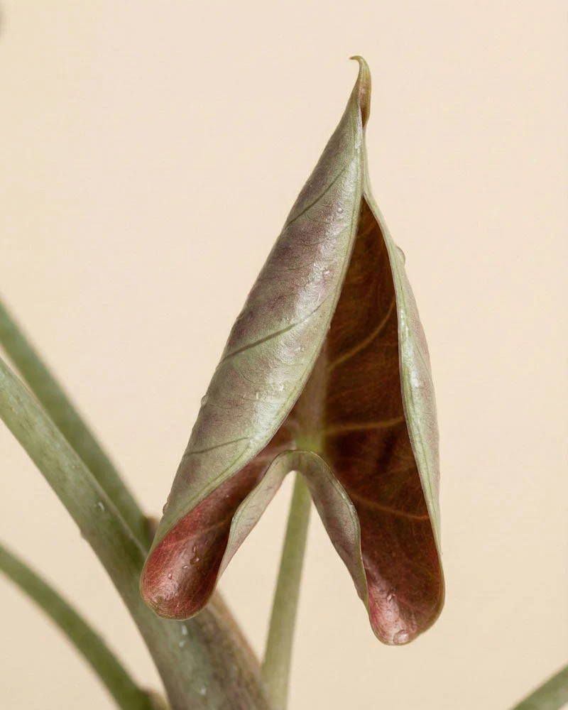 Alocasia 'Red Secret' • feey - Image 11