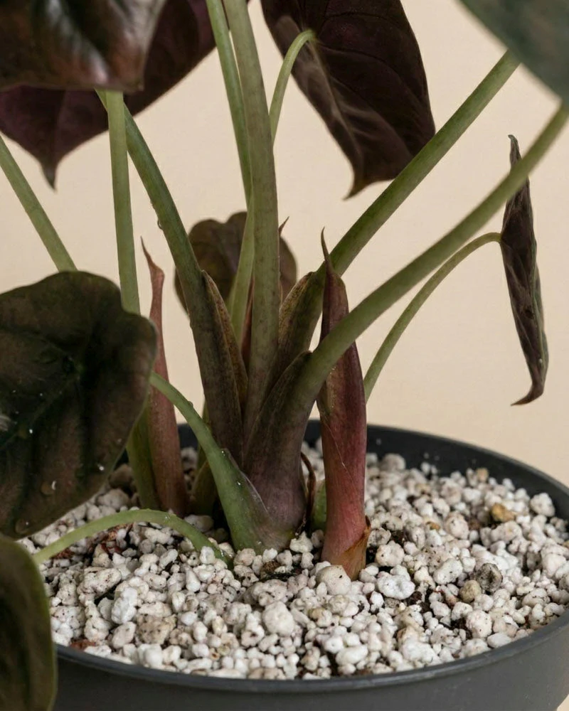 Alocasia 'Red Secret' • feey - Image 12