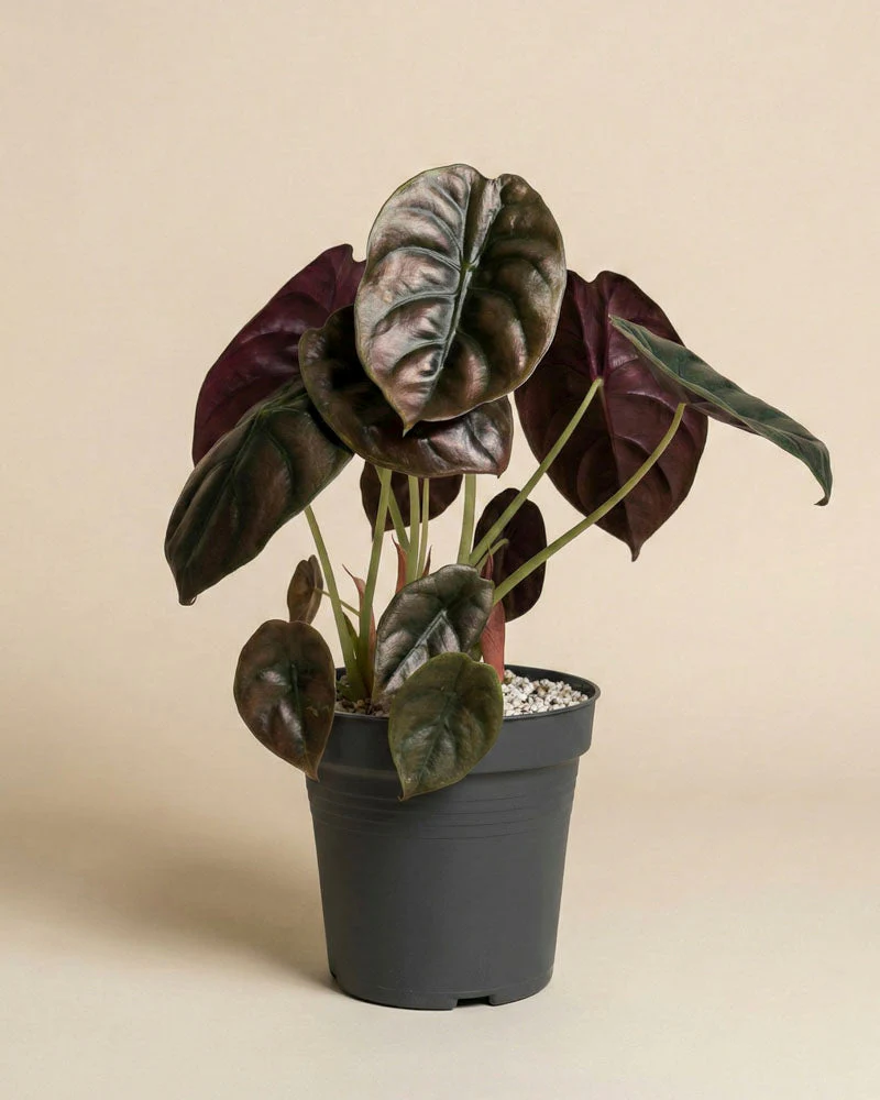 Alocasia 'Red Secret' • feey - Image 3
