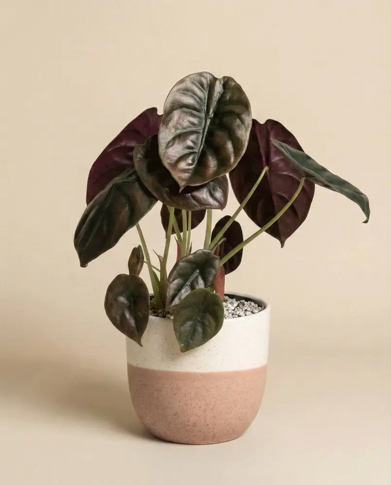 Alocasia 'Red Secret' • feey - Image 4