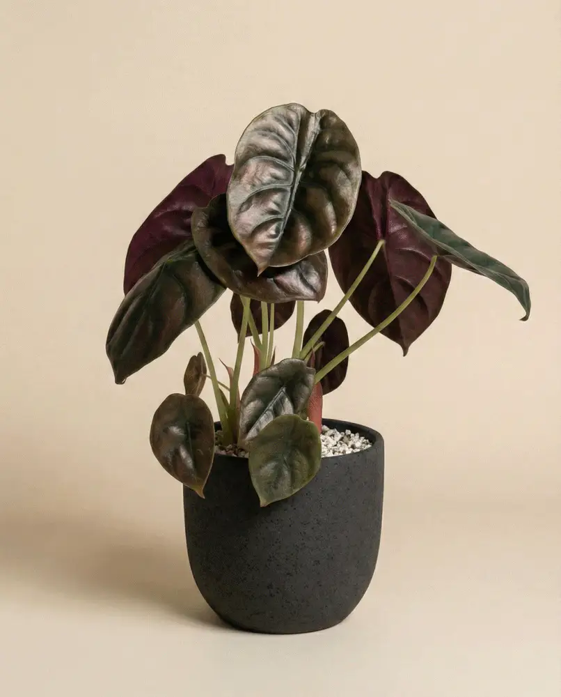 Alocasia 'Red Secret' • feey - Image 5