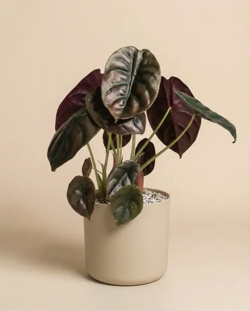 Alocasia 'Red Secret' • feey - Image 6