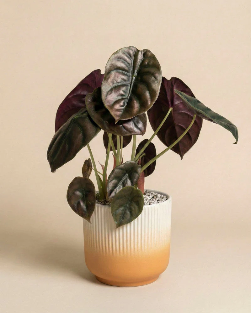 Alocasia 'Red Secret' • feey - Image 7