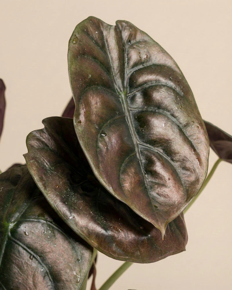 Alocasia 'Red Secret' • feey - Image 8