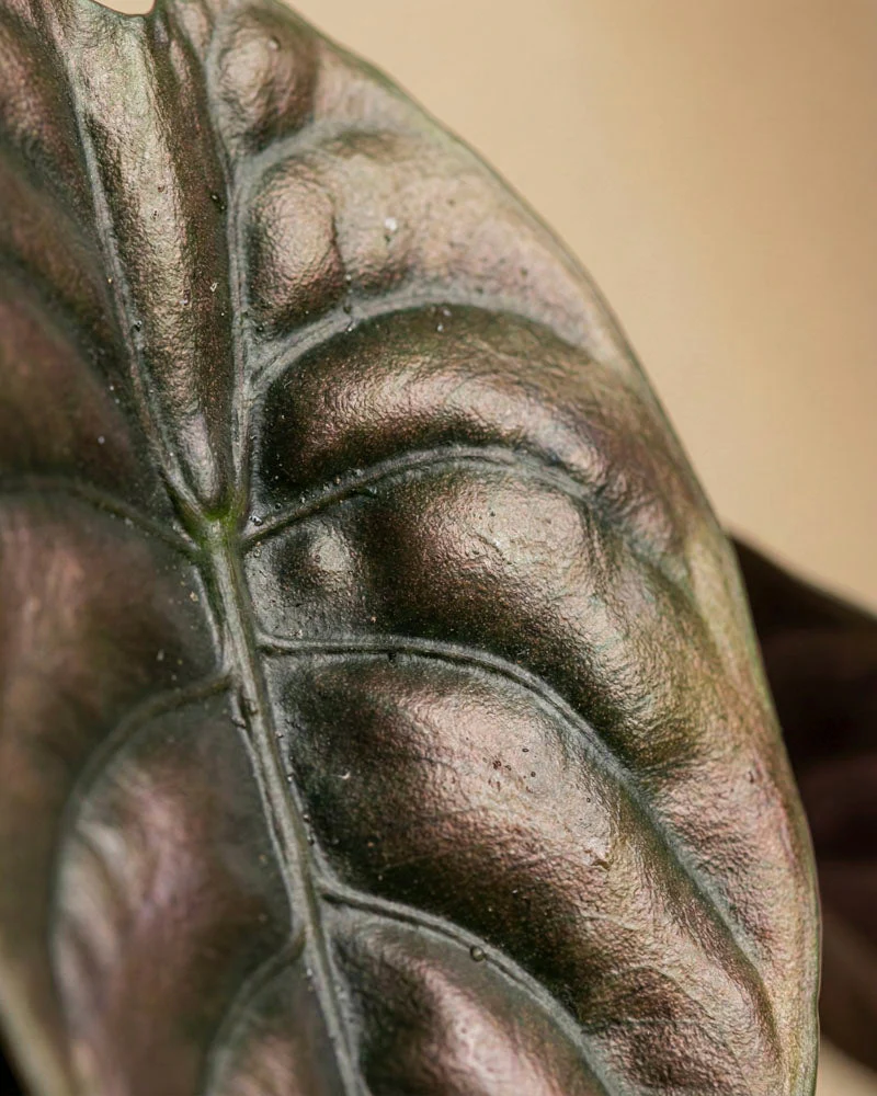 Alocasia 'Red Secret' • feey - Image 9