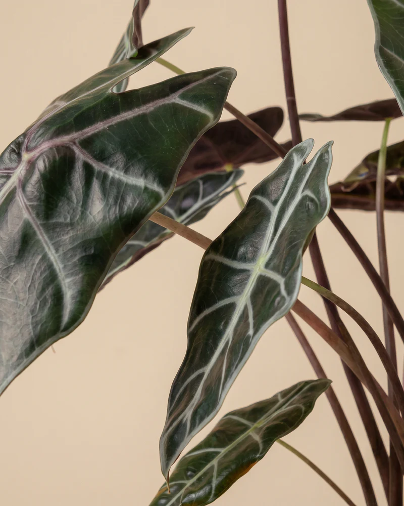 Alocasia 'Red Vein' • feey - Image 10