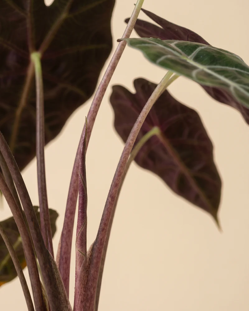 Alocasia 'Red Vein' • feey - Image 11