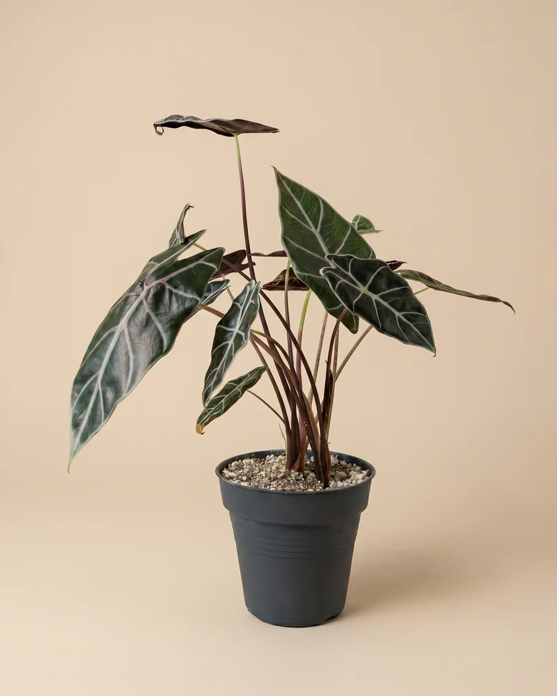Alocasia 'Red Vein' • feey - Image 3
