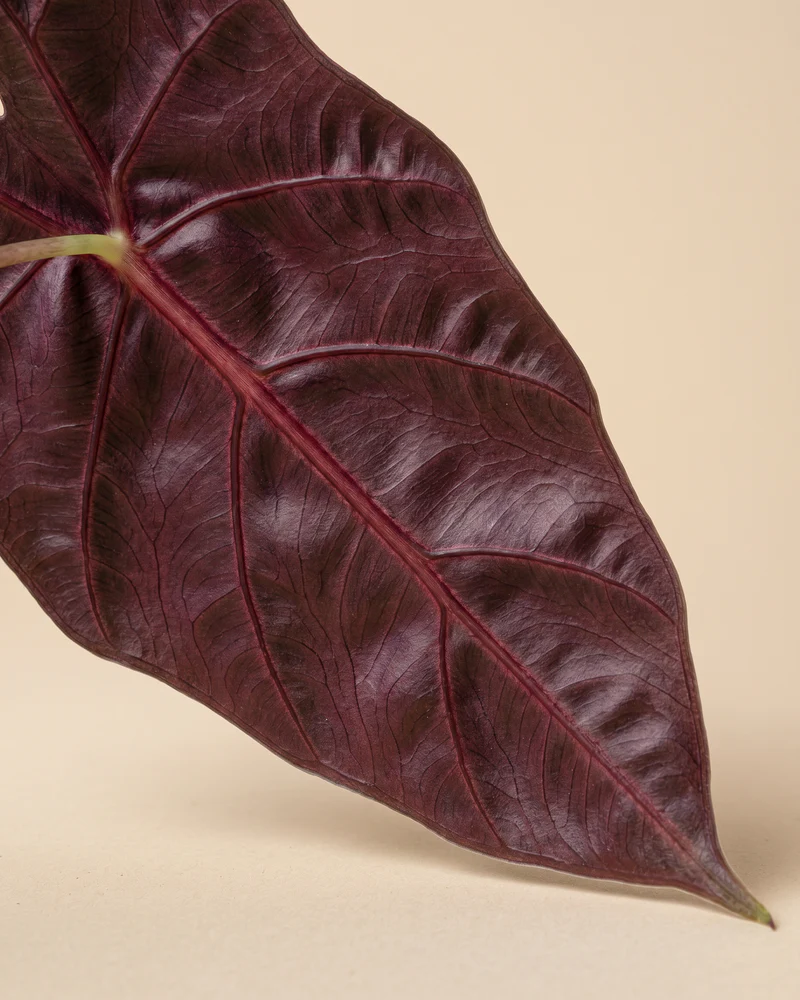 Alocasia 'Red Vein' • feey - Image 4