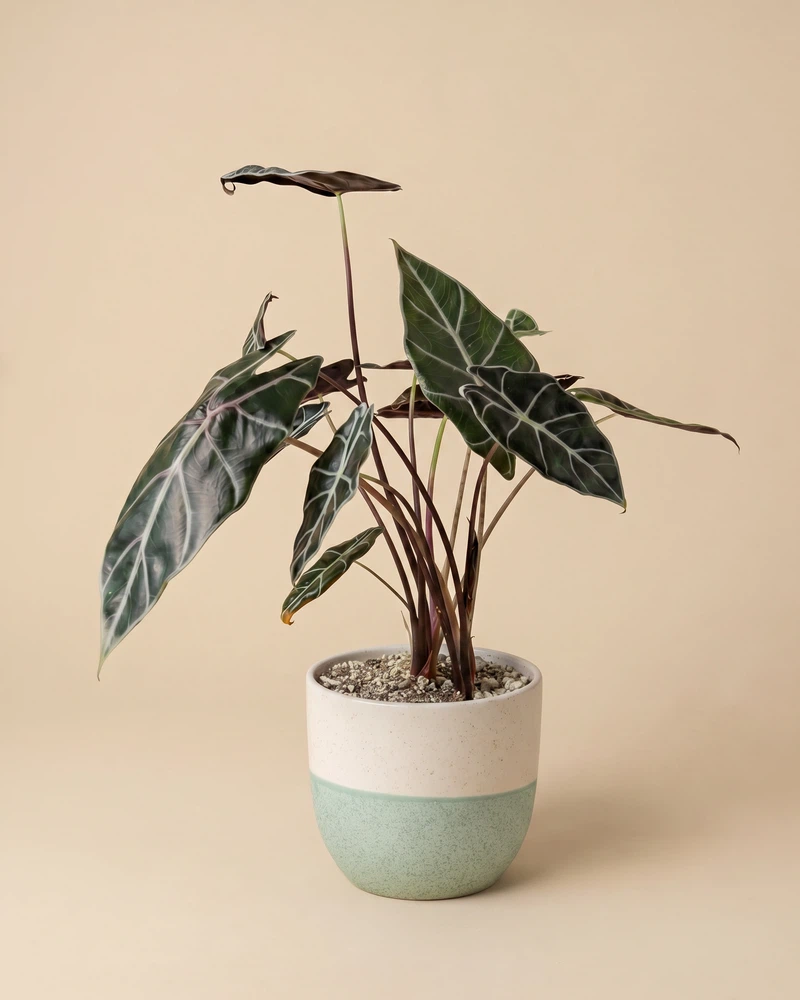 Alocasia 'Red Vein' • feey - Image 5