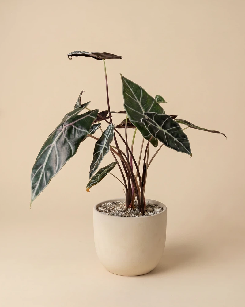 Alocasia 'Red Vein' • feey - Image 6