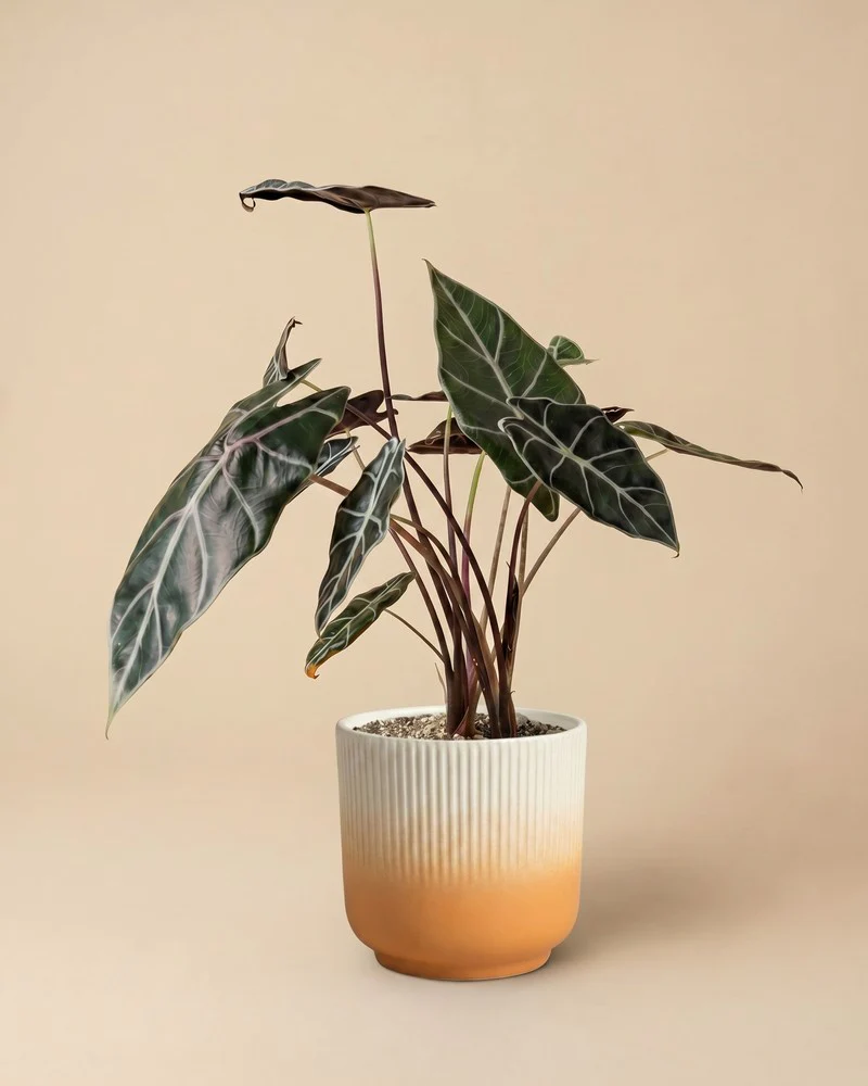 Alocasia 'Red Vein' • feey - Image 7