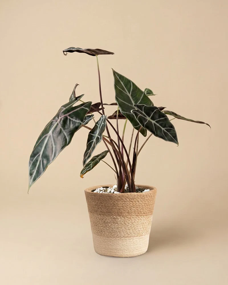 Alocasia 'Red Vein' • feey - Image 8