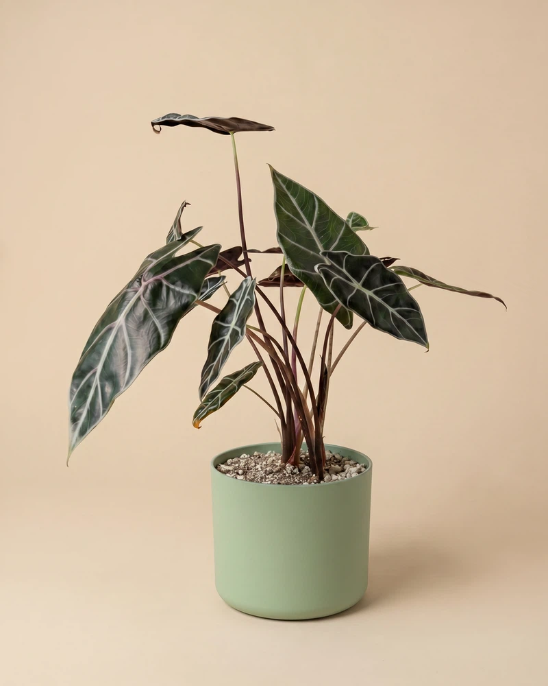 Alocasia 'Red Vein' • feey - Image 9