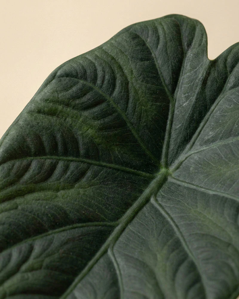 Alocasia 'Shields' • feey - Image 10