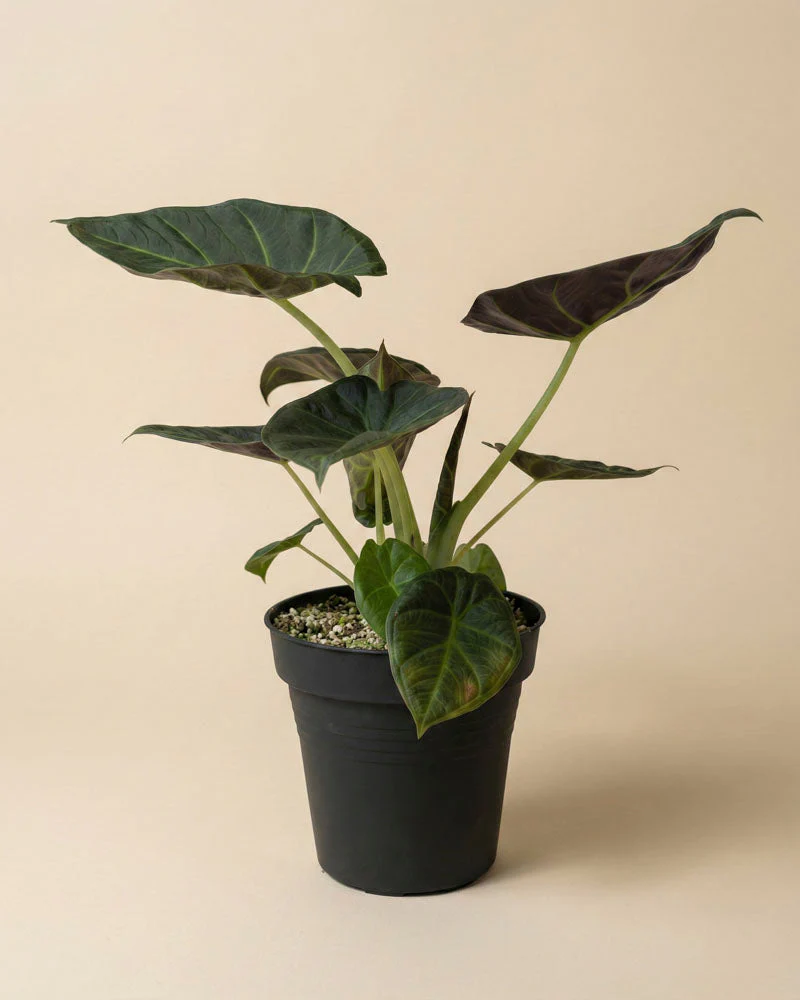 Alocasia 'Shields' • feey - Image 3