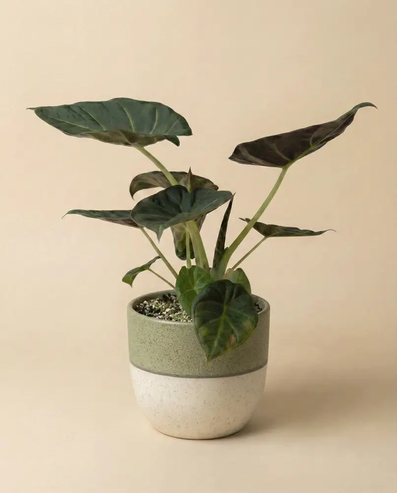 Alocasia 'Shields' • feey - Image 4