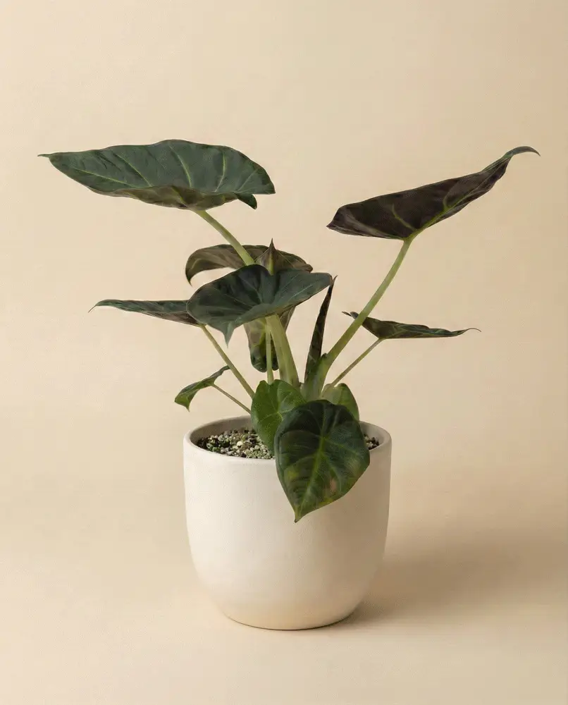 Alocasia 'Shields' • feey - Image 5
