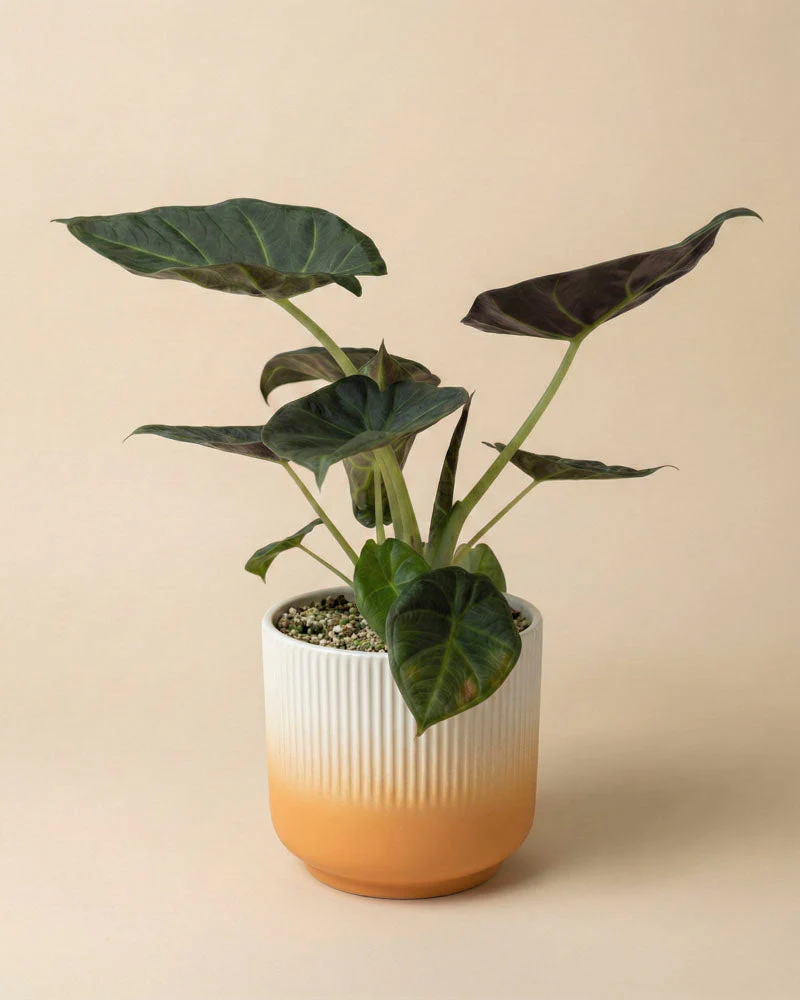 Alocasia 'Shields' • feey - Image 6