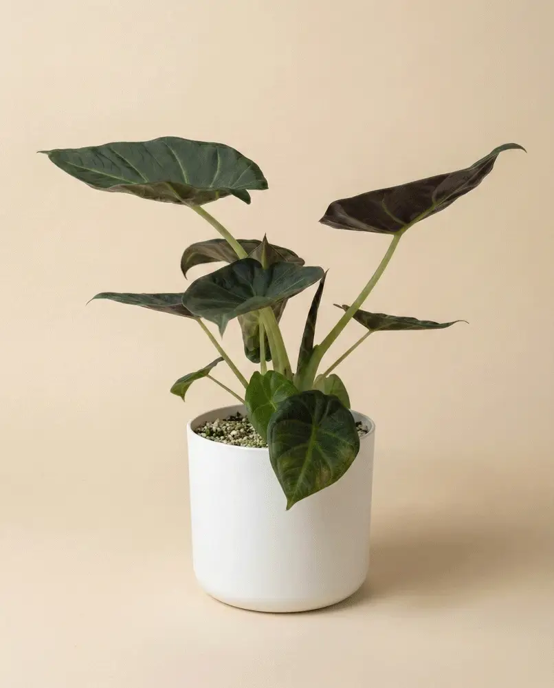 Alocasia 'Shields' • feey - Image 7