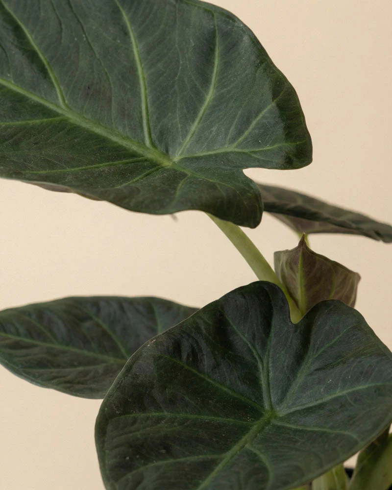 Alocasia 'Shields' • feey - Image 8