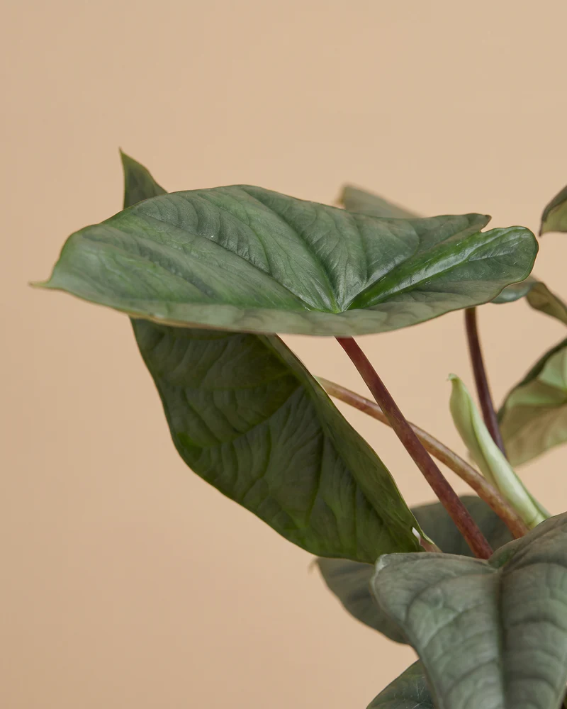 Alocasia 'Silver Nebula' • feey - Image 10