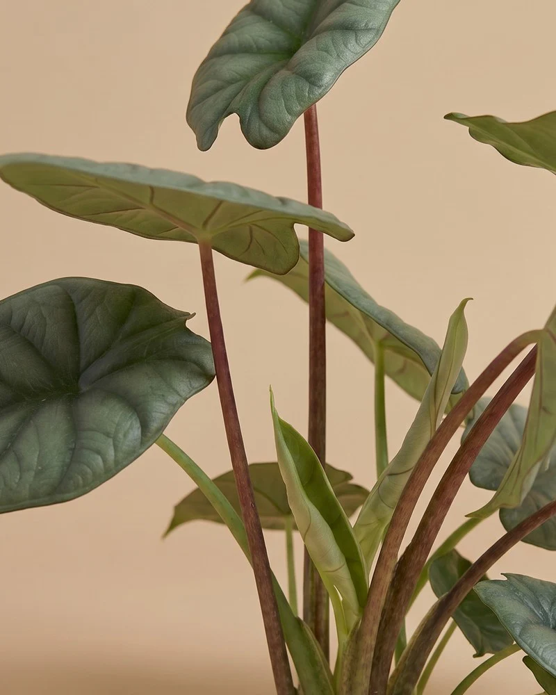 Alocasia 'Silver Nebula' • feey - Image 11