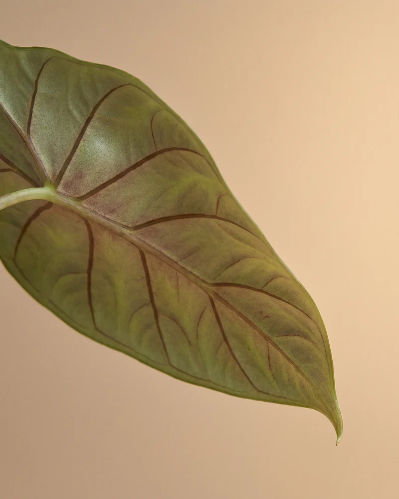 Alocasia 'Silver Nebula' • feey - Image 12