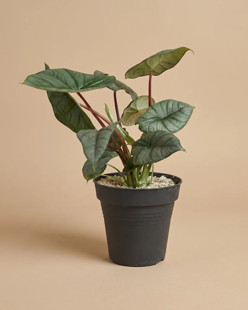 Alocasia 'Silver Nebula' • feey - Image 3