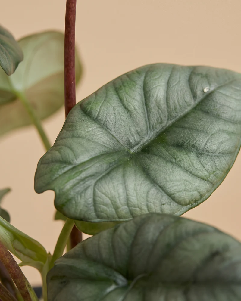 Alocasia 'Silver Nebula' • feey - Image 4