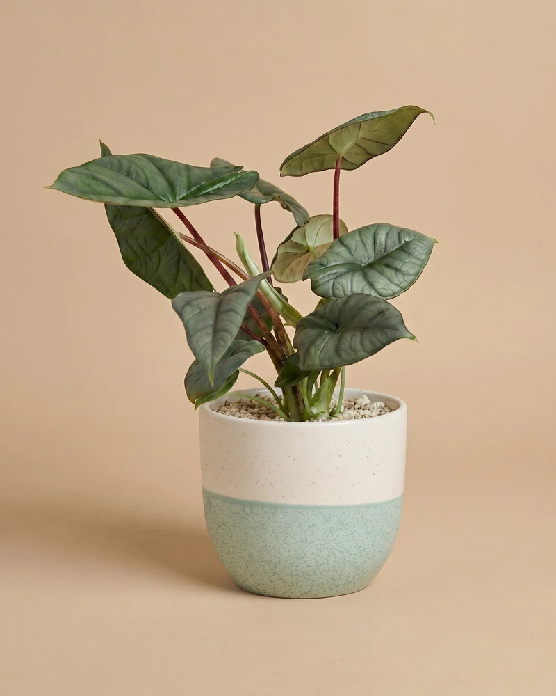 Alocasia 'Silver Nebula' • feey - Image 5