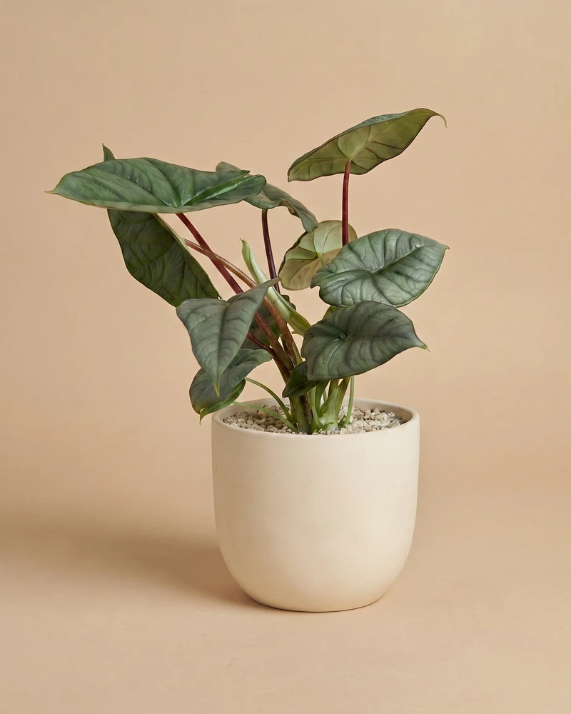 Alocasia 'Silver Nebula' • feey - Image 6