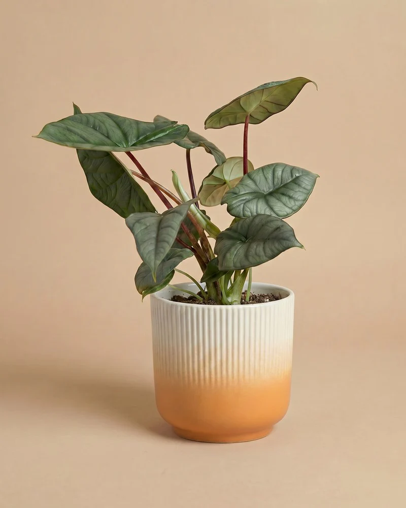Alocasia 'Silver Nebula' • feey - Image 7