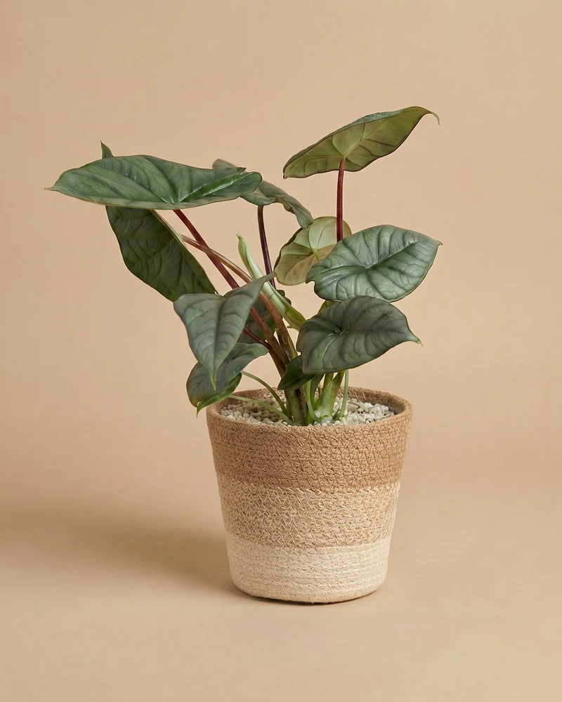 Alocasia 'Silver Nebula' • feey - Image 8