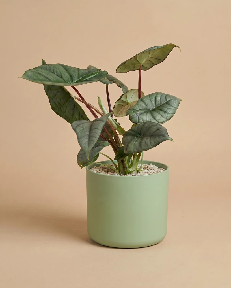 Alocasia 'Silver Nebula' • feey - Image 9