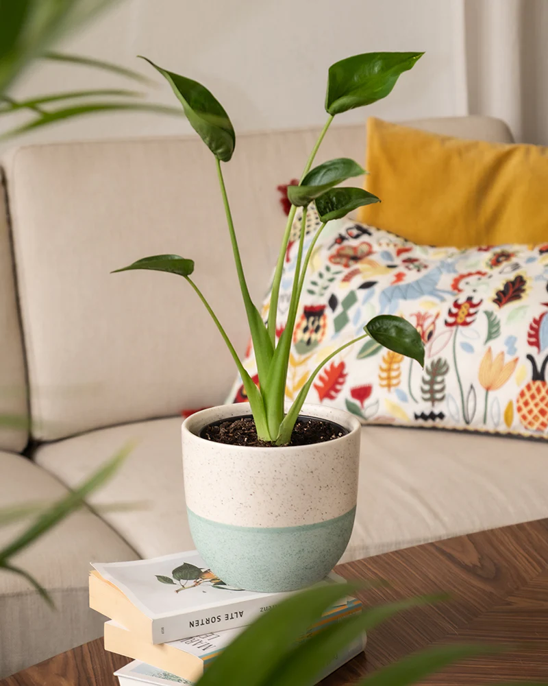 Alocasia 'Tiny Dancer' - Image 10