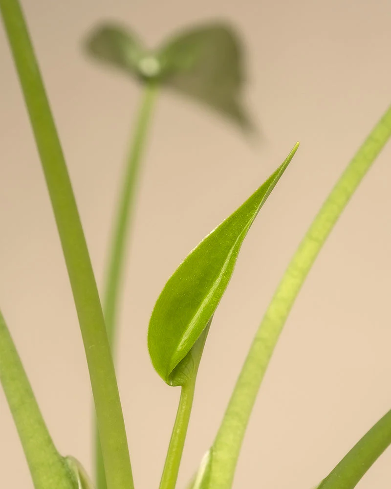 Alocasia 'Tiny Dancer' - Image 12