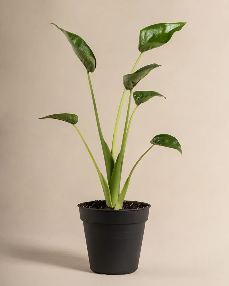 Alocasia 'Tiny Dancer' - Image 3