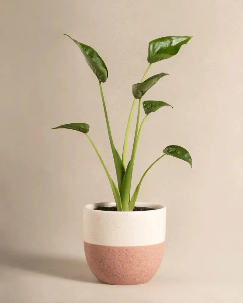 Alocasia 'Tiny Dancer' - Image 4