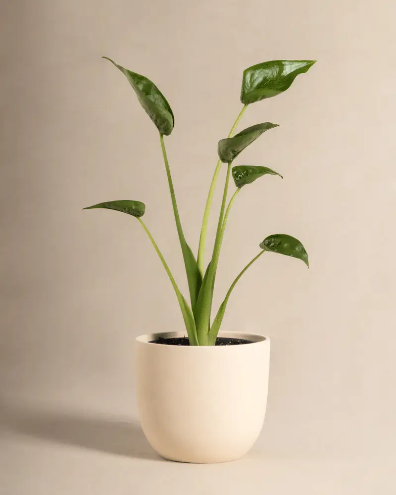 Alocasia 'Tiny Dancer' - Image 5