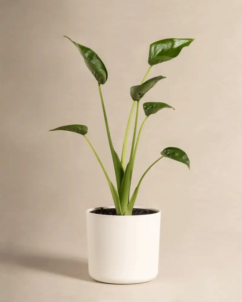 Alocasia 'Tiny Dancer' - Image 6