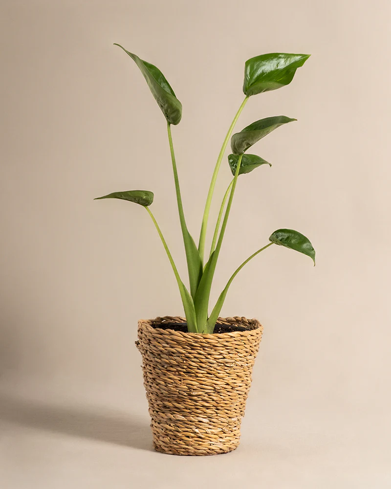 Alocasia 'Tiny Dancer' - Image 7